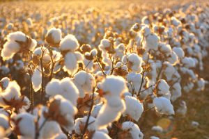 Vải cotton là gì? Phân loại vải cotton